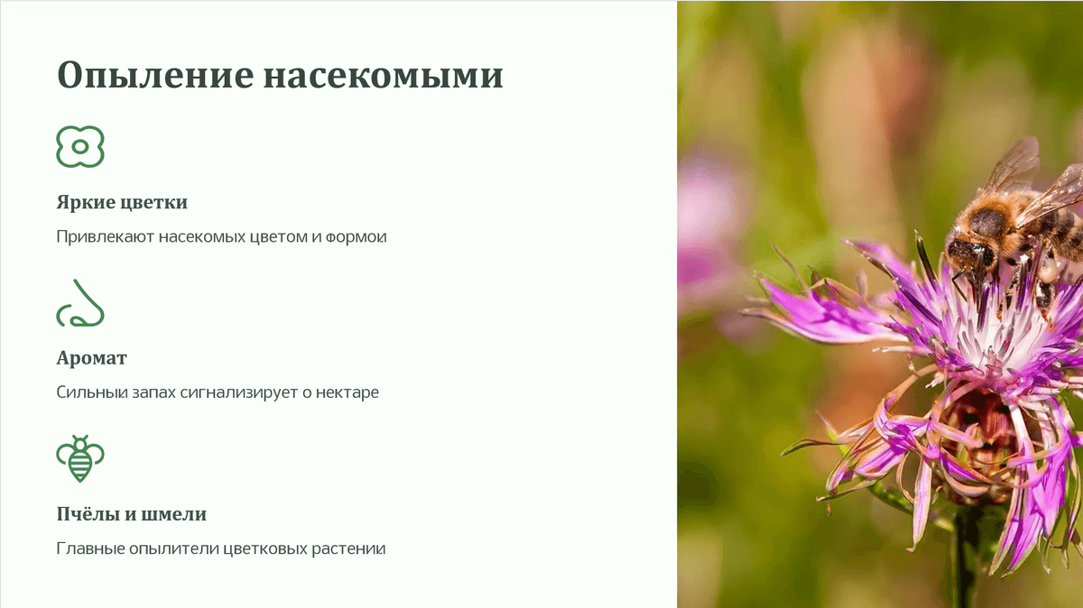 Образование — педагогика