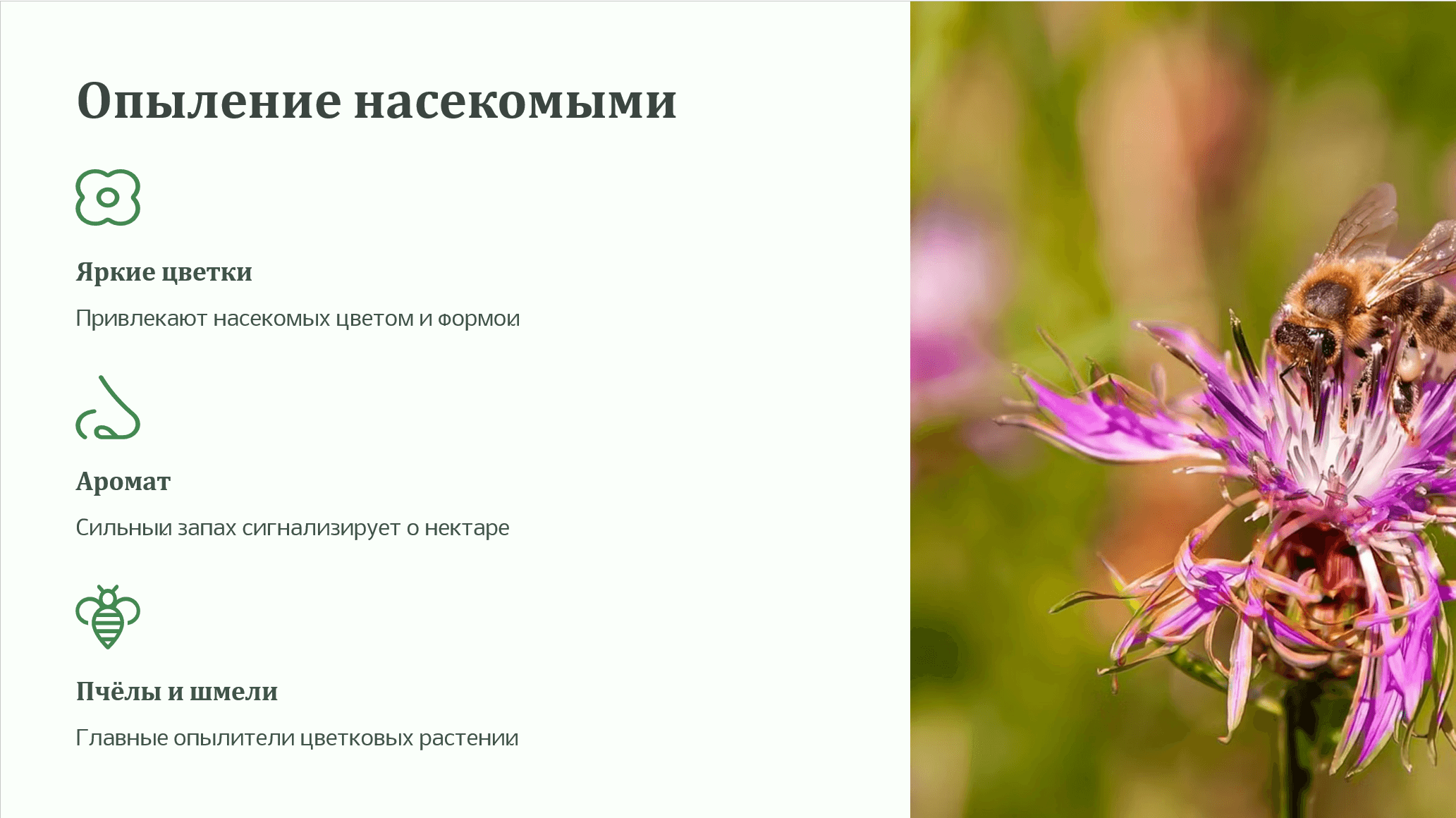 Опыление насекомыми: биология